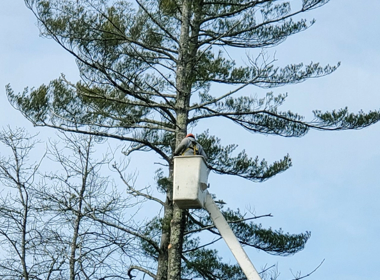 arborist trimming a pine tree lakeville ma